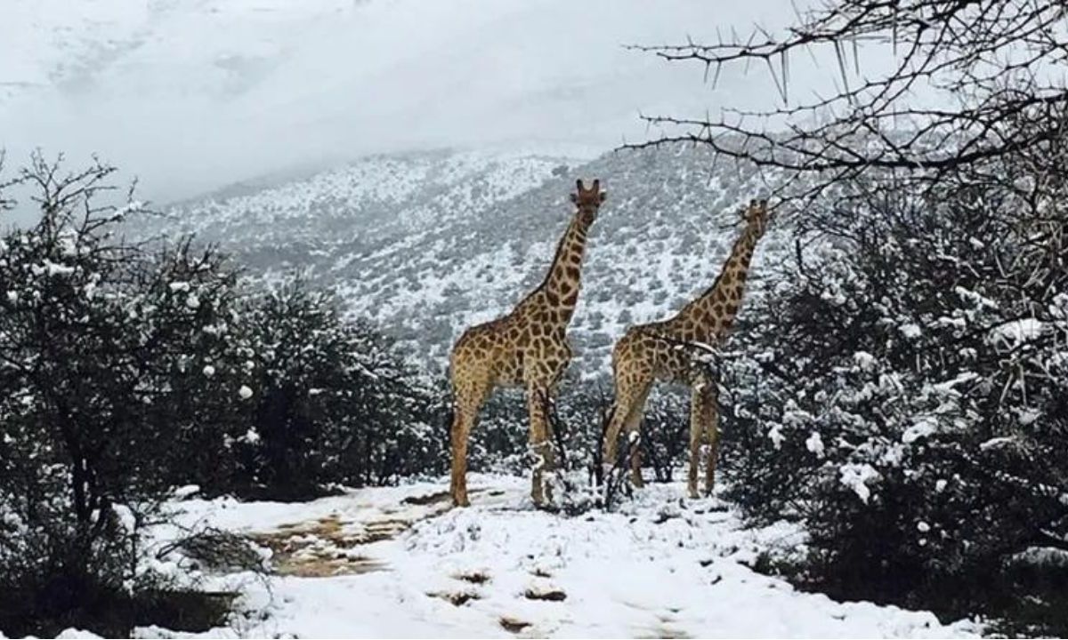 Sorprende caída de nieve en África