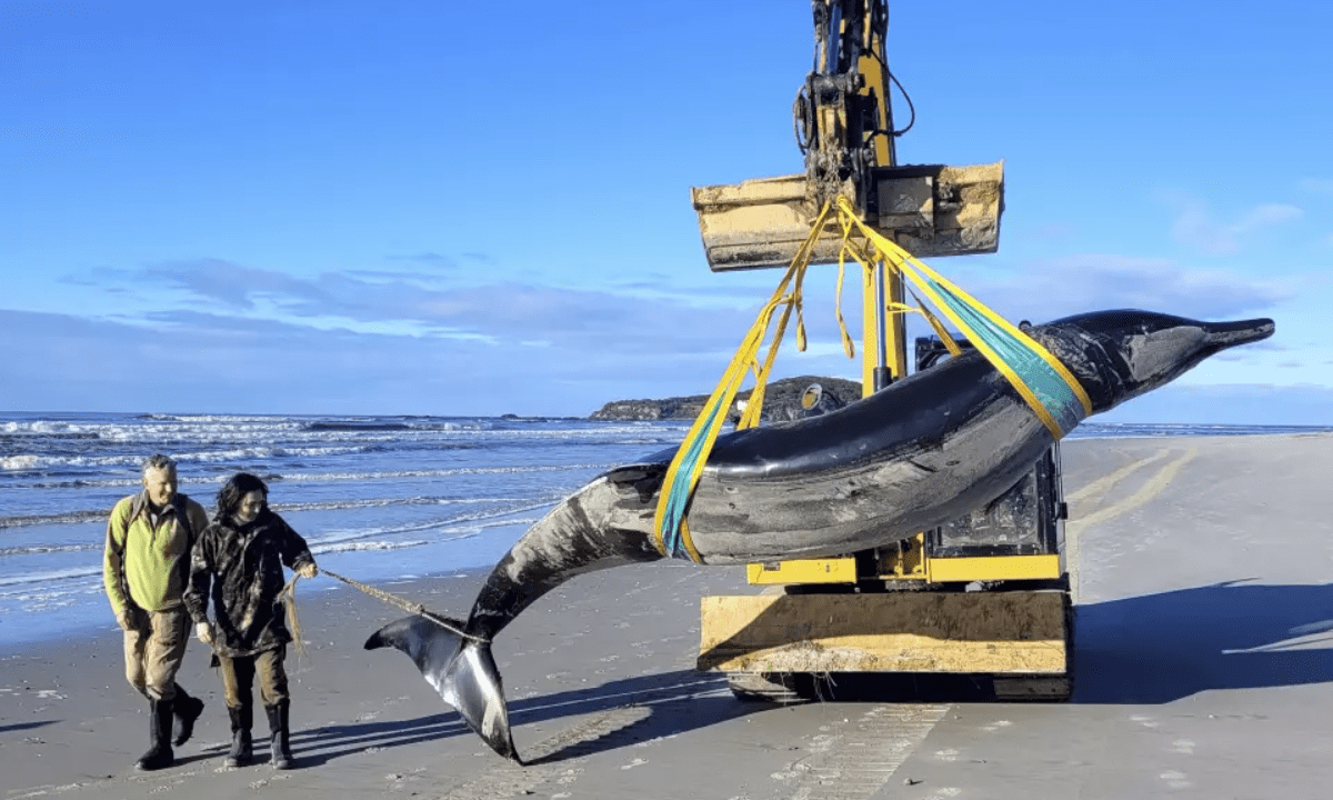 Hallan ballena picuda de Bahamonde, especie más desconocida del mundo en Nueva Zelanda