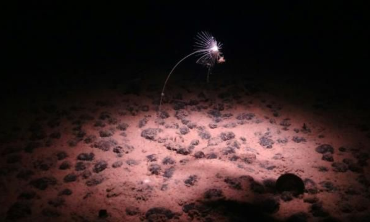 Hallazgo de 'oxígeno oscuro' en el Pacífico desafía teorías del origen de la vida, según expertos