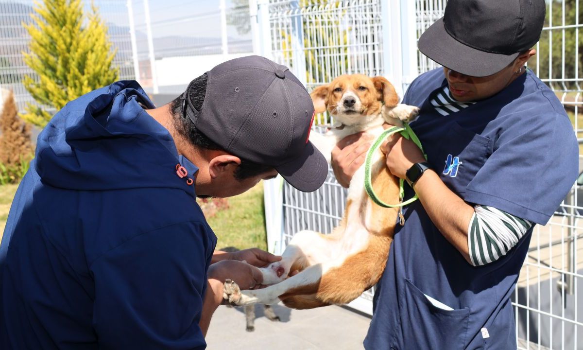 Huixquilucan cuida salud de perros y gatos con consultas gratuitas