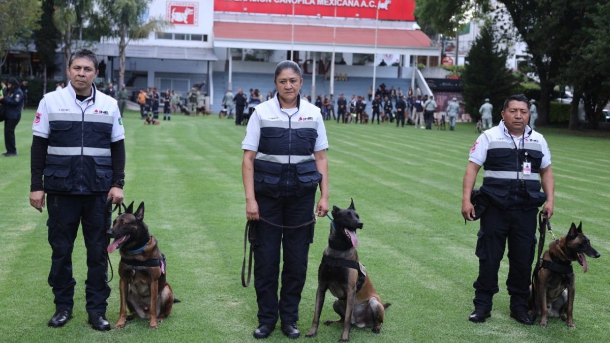 La Federación Canófila Mexicana reconoció a tres ejemplares de la Unidad Canina del Instituto Nacional Electoral (INE)