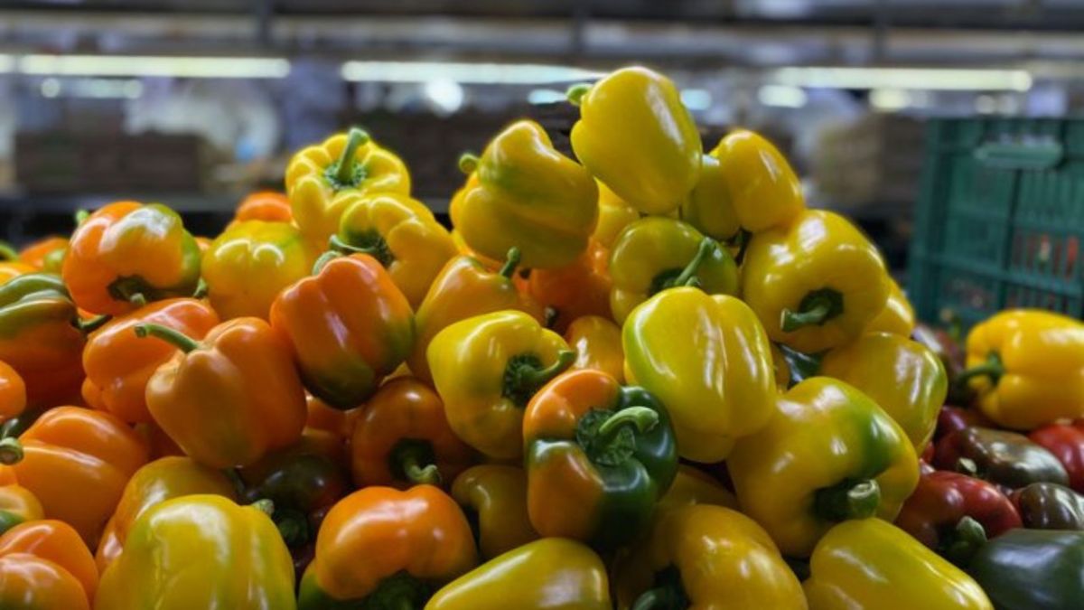 Busca Agricultura abrir mercado de pimiento morrón en Japón