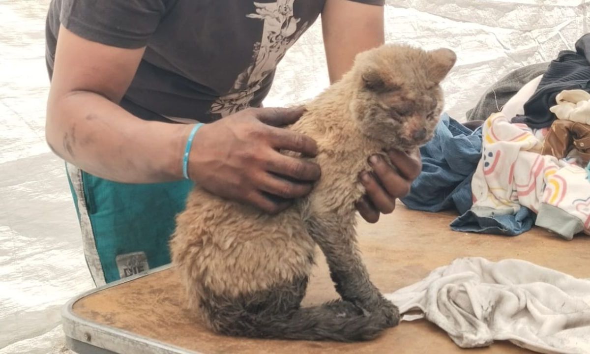 Fallece Mazapán, gato rescatado de incendio en Ciudad Lago