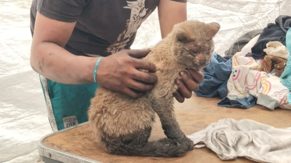 Fallece Mazapán, gato rescatado de incendio en Ciudad Lago