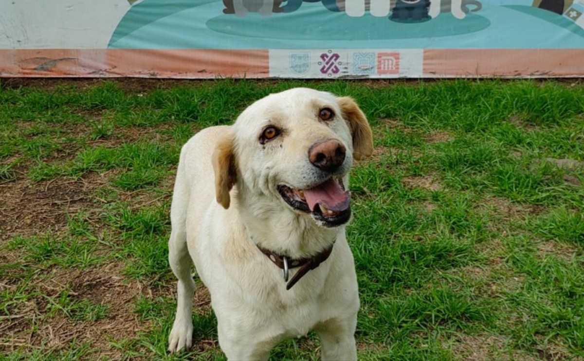 Foto:Ángel Ortiz/ Centro de Transferencia Canina