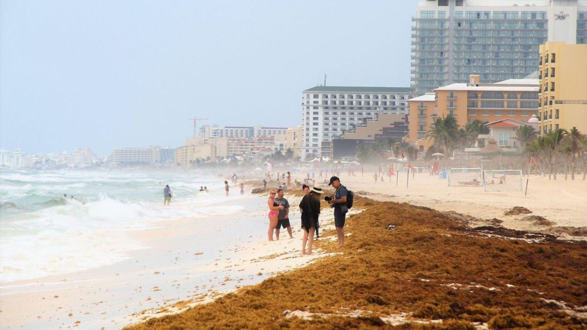 MÉTODO. El alga debe ser recolectada en alta mar para evitar que recale a las playas y comience su proceso de descomposición.