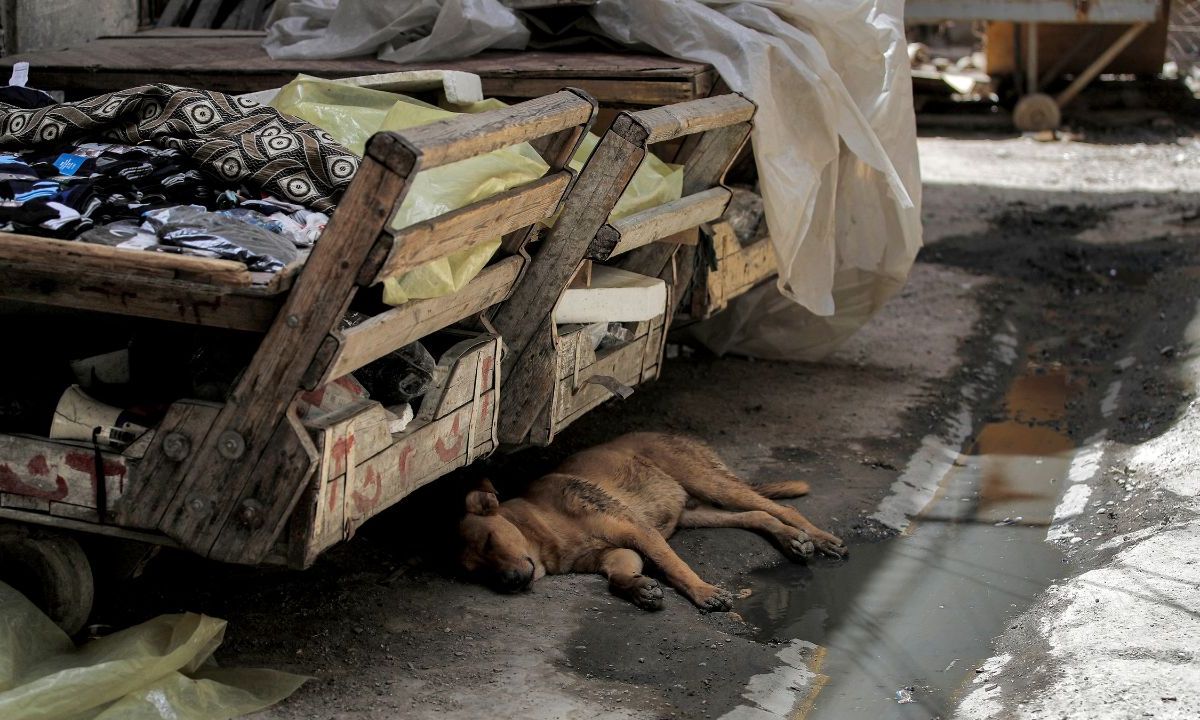 RECHAZO. La oposición de los grupos de defensa animal en Turquía sugiere una necesidad de alternativas más humanitarias y sostenibles.