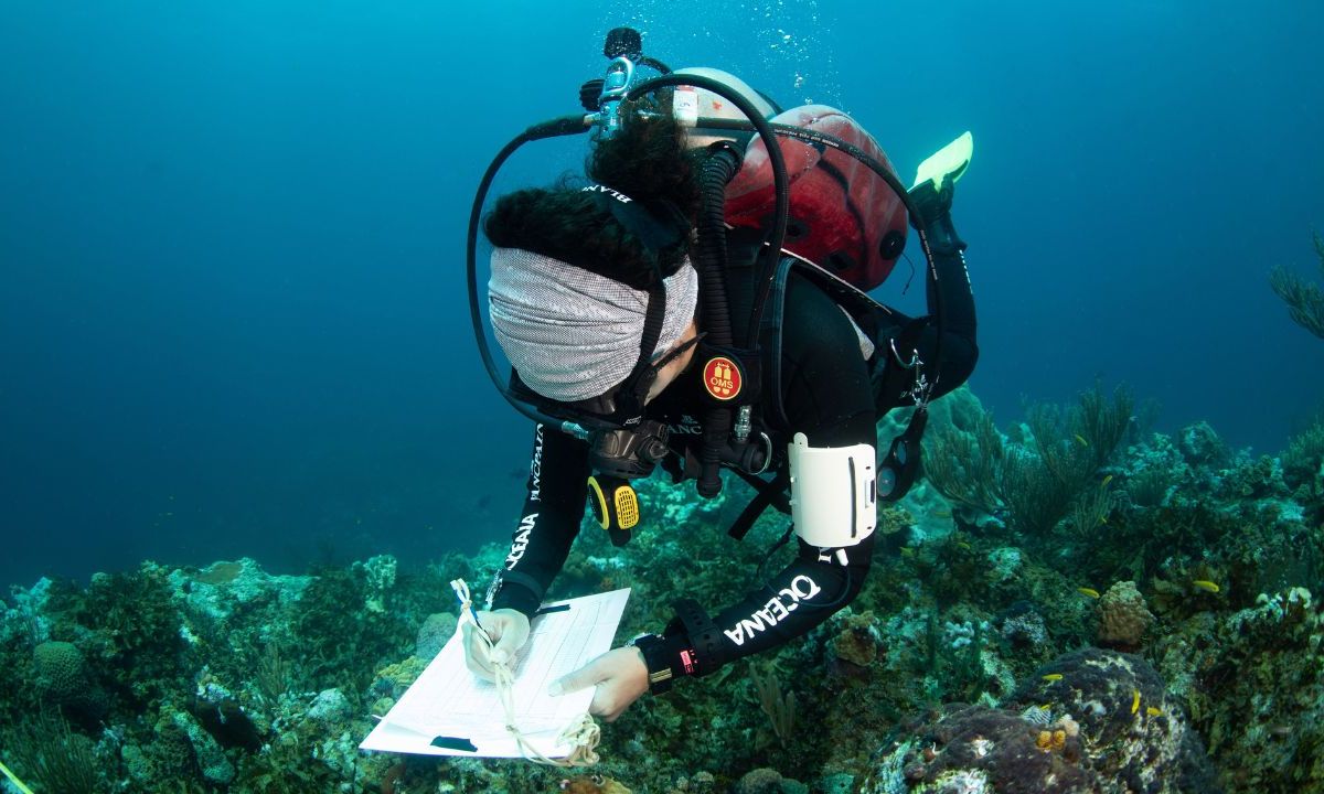 ALERTA. Los arrecifes coralinos del mundo sufrieron otro episodio de blanqueamiento coralino que solían ser poco frecuentes, en los últimos diez años se han rpesentado 2 episodios.