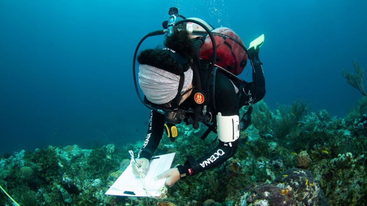 ALERTA. Los arrecifes coralinos del mundo sufrieron otro episodio de blanqueamiento coralino que solían ser poco frecuentes, en los últimos diez años se han rpesentado 2 episodios.