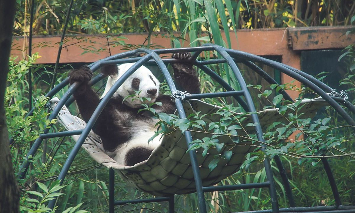 Longeva. La esperanza de vida promedio del panda gigante en vida silvestre es de 15 a 20 años; en los Zoológicos llegan a alcanzar los 30.