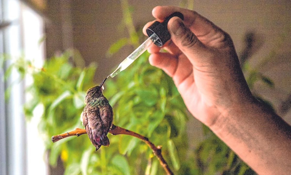 Altruismo. A lo largo de 12 años, Catia Lattouf se ha dedicado al cuidado y rehabilitación de colibríes rescatados para su rehabilitación, transformando su hogar en un hospital para estas bellas aves