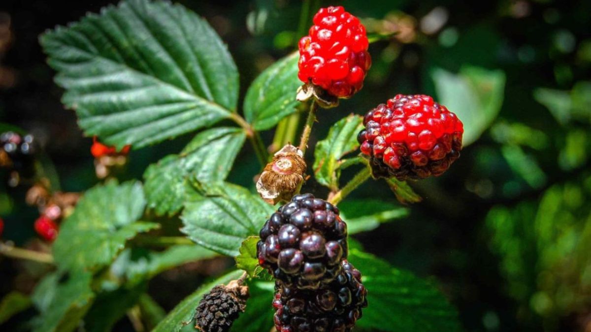 Explotación. Cultivos de frutillas y huertas son beneficiados, pero autoridades desconocen el origen.