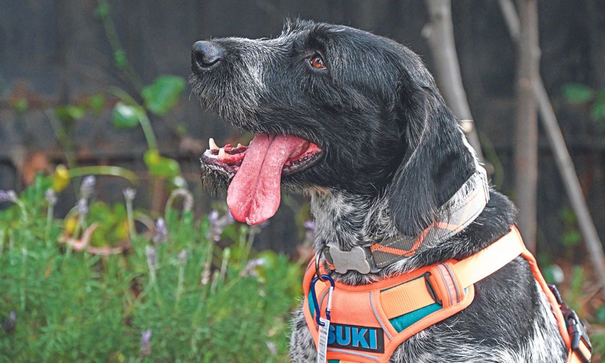 En respuesta a una crisis hídrica que ha azotado Santiago, Chile, durante los últimos 15 años, Suki, una perra de raza alemana entrenada por la empresa Aguas Andinas