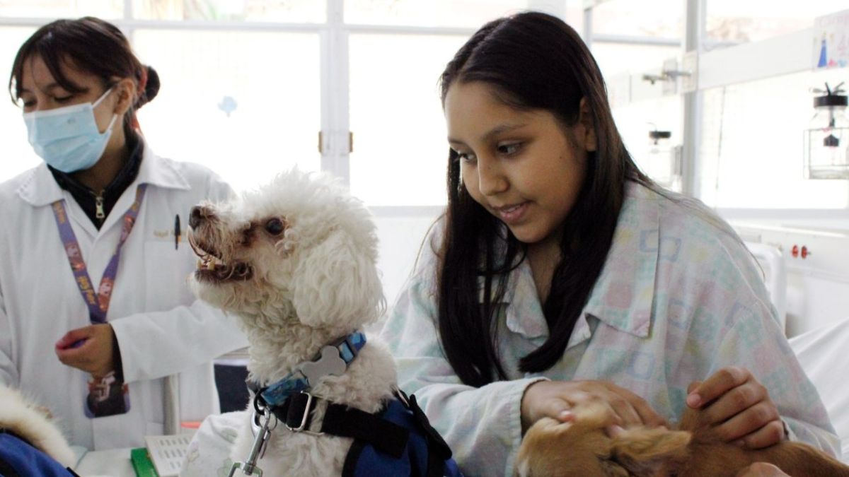 Confort. La presencia de los peludos ayuda a disminuir el estrés y temor de los pequeños pacientes durante su estadía en el hospital. 