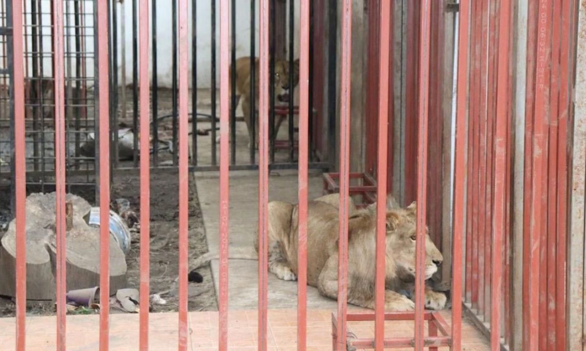 Felinos. El macho y hembra fueron resguardados por personal de la Profepa.