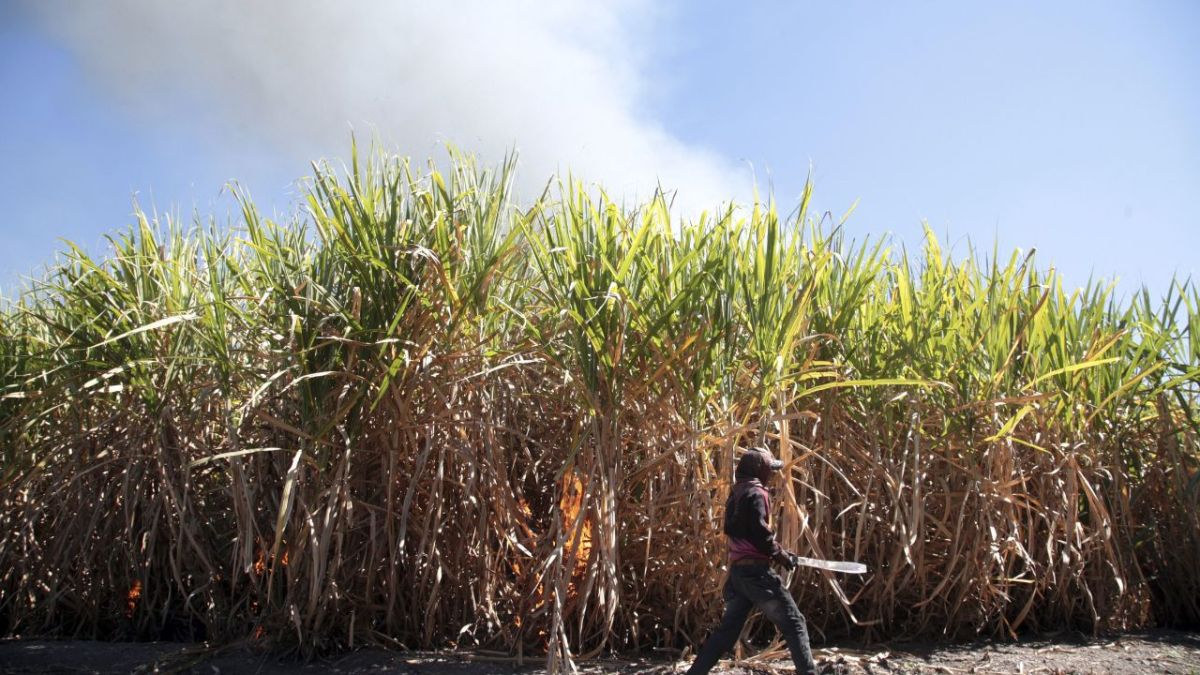 A pesar de que la producción aún se mantiene bajo condiciones silvestres, crece en terrenos de baja fertilidad, ya que demanda muy poca agua, además no se necesita de la aplicación de agroquímicos o abonos orgánicos