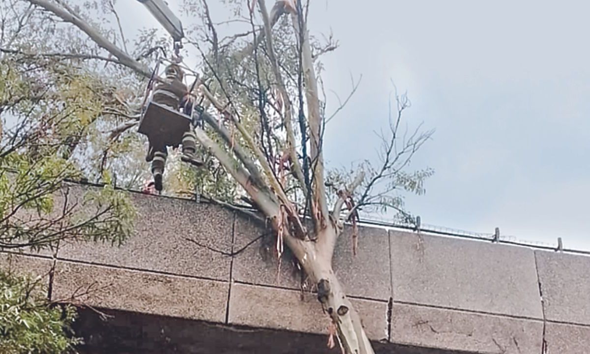 Emergencia. El STC Metro y el equipo de bomberos trabajaron por más de dos horas en retirar el árbol caído en las vías de la Línea 4.