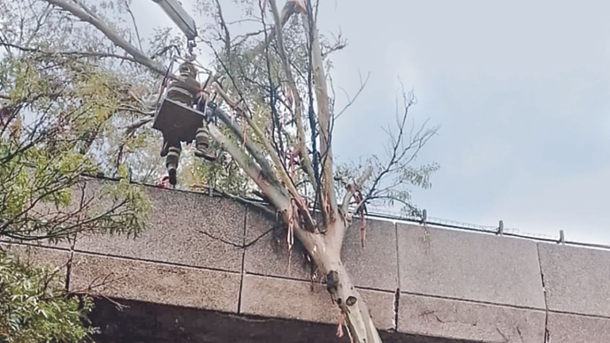 Emergencia. El STC Metro y el equipo de bomberos trabajaron por más de dos horas en retirar el árbol caído en las vías de la Línea 4.