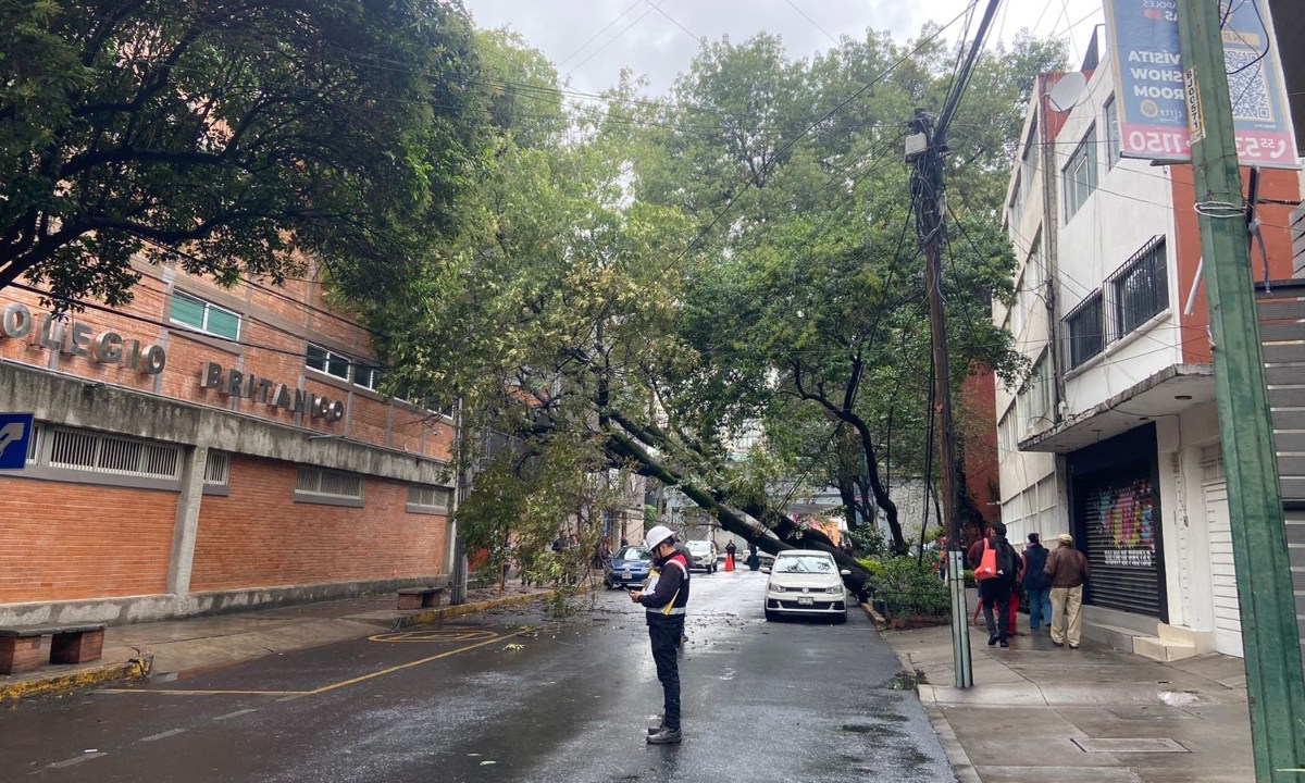 Foto: Cortesía/ Caida de árboles este lunes 1 de julio