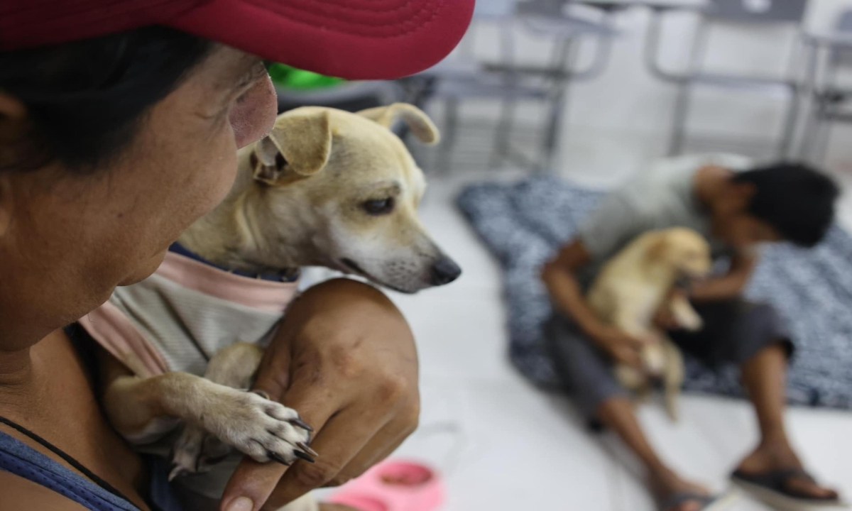 Foto: Especial/ Cookie y Dokie, los primeros perritos refugiados en Punta Allen.