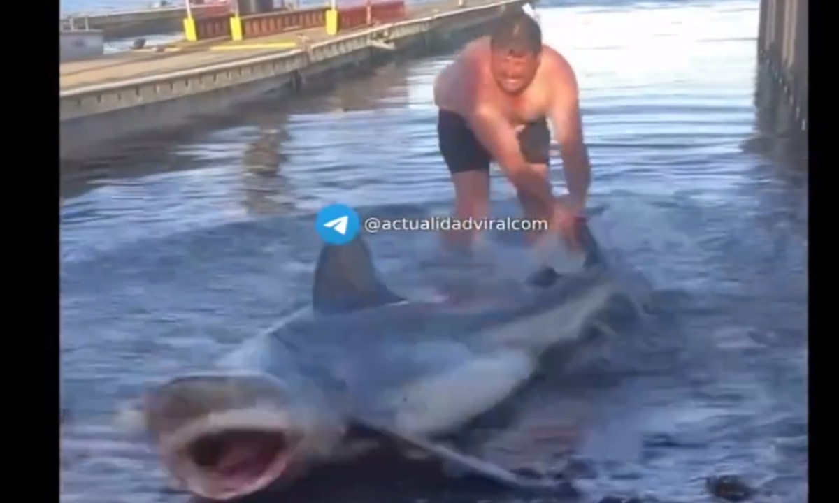Foto: Captura de pantalla/ Hombre ayuda a tiburon a volver al mar