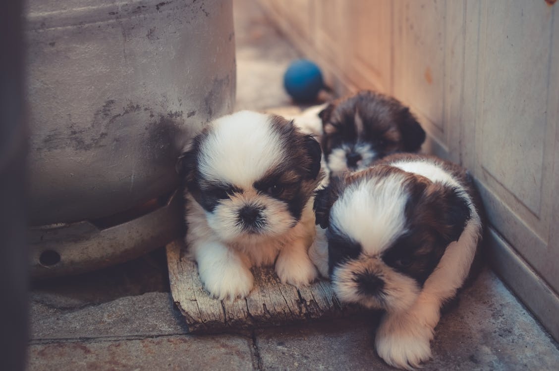 Foto: Pexels/ Debemos controlar la natalidad canina