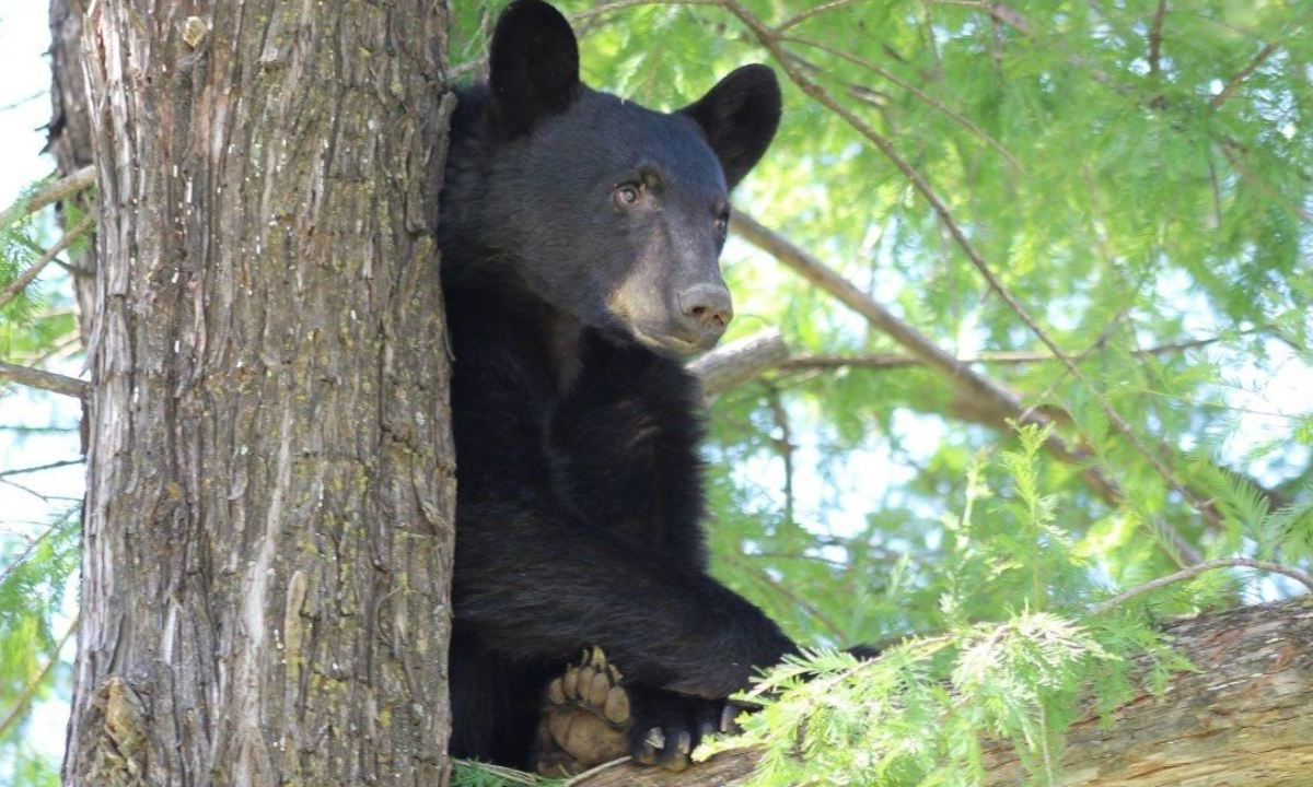 Protección Civil de Nuevo León alertó a los habitantes del estado ante los avistamientos de osos negros en zonas habitacionales del estado.