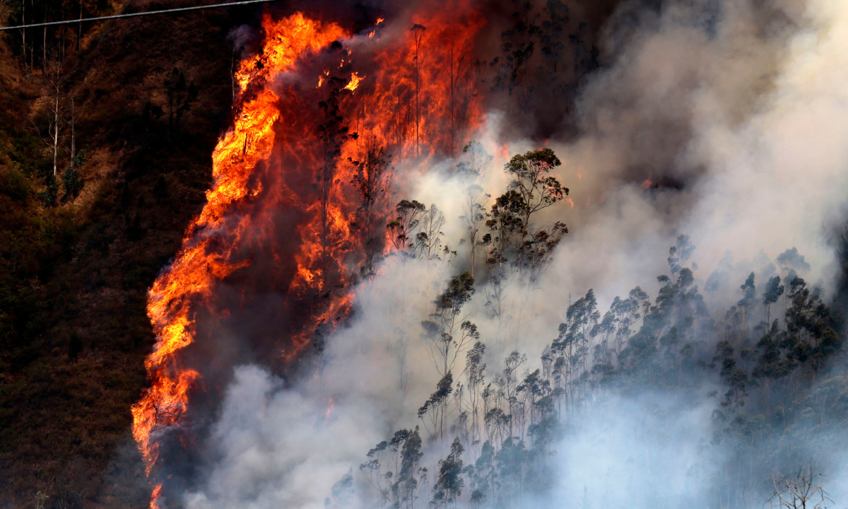 Incendio forestal en Ecuador arrasa tres mil 977 hectáreas de bosque