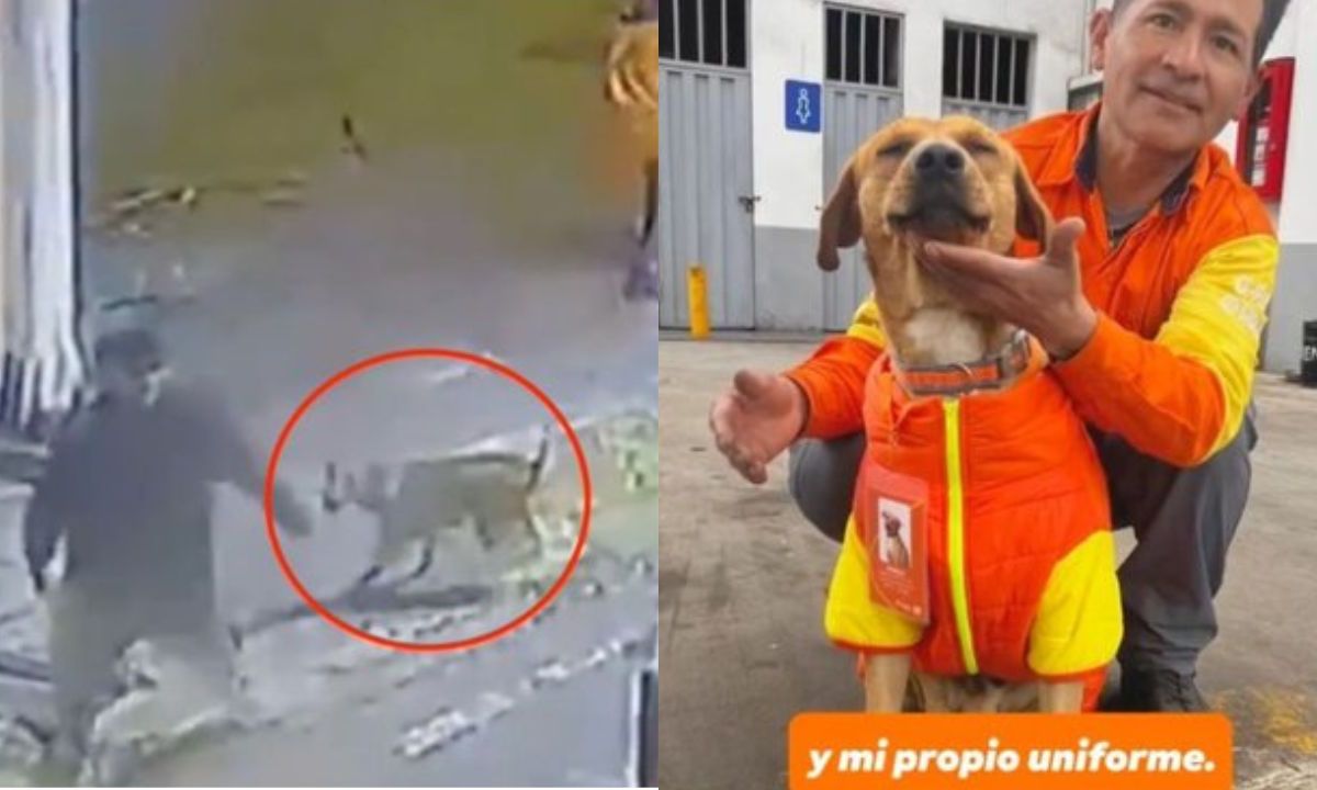 Adoptan a Gringo, perrito que protegió a empleada y frustró robo en gasolinera