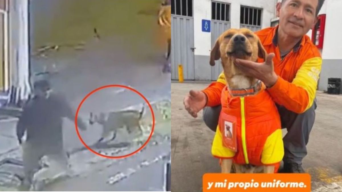 Adoptan a Gringo, perrito que protegió a empleada y frustró robo en gasolinera