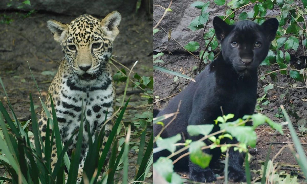 Cachorros de jaguar de Chapultepec ya tienen nombre