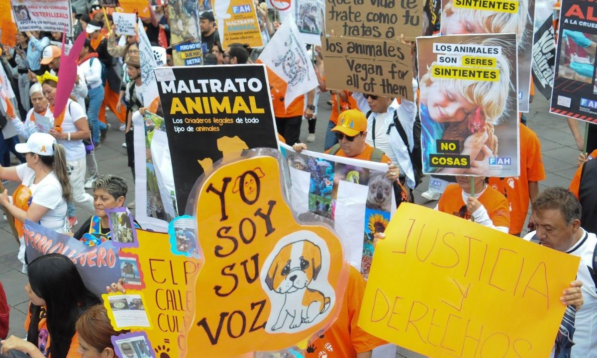 Avalan diputados que prohibición de maltrato animal quede en la Constitución