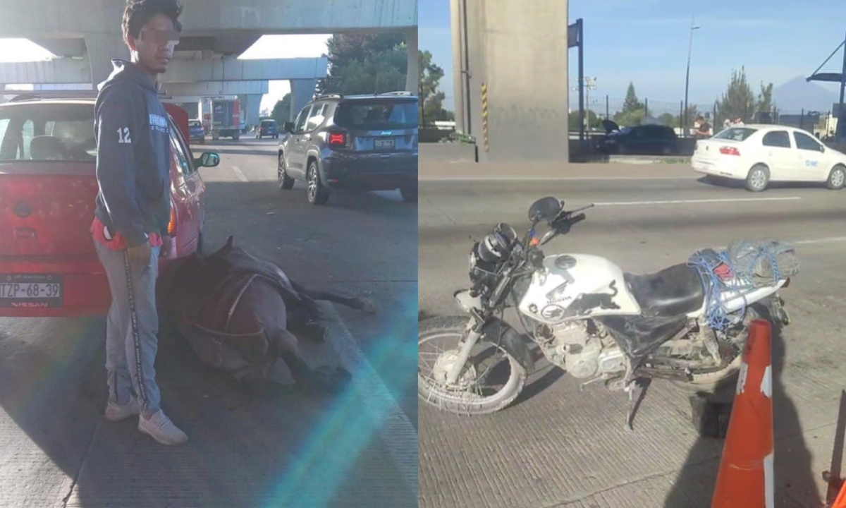 caballo en la autopista México-Puebla