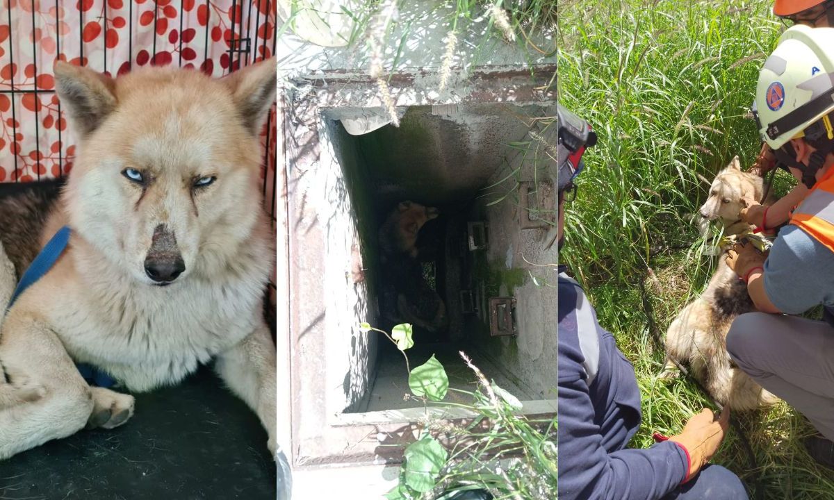 Perro es rescatado de registro de agua en Metro Múzquiz