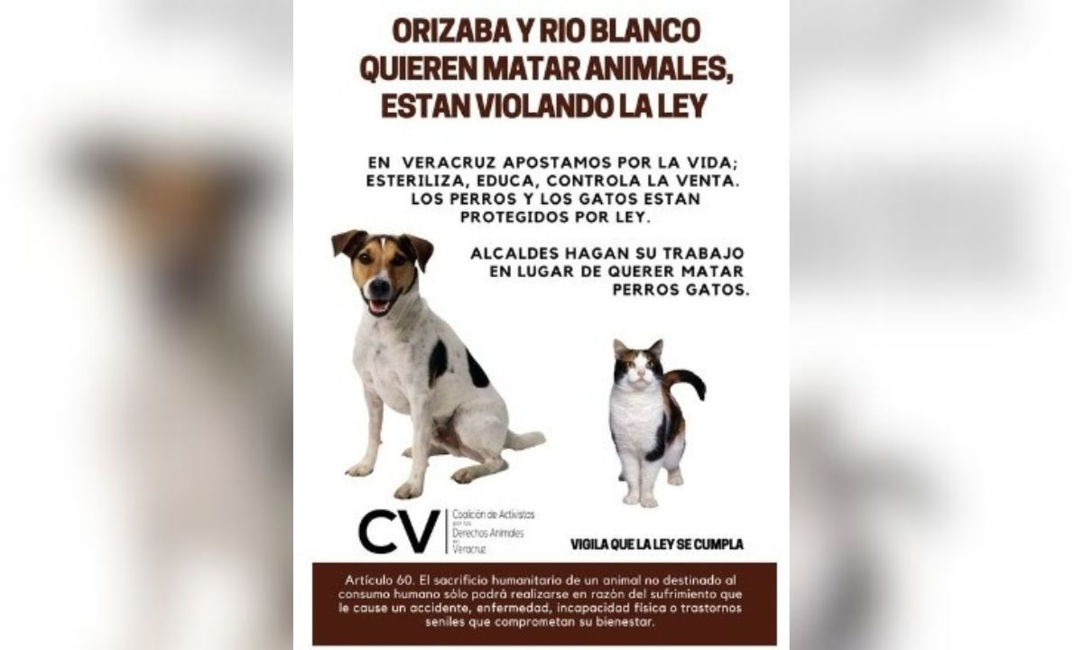 Avalan en Orizaba y Río Blanco sacrificar perros y gatos; animalistas protestan