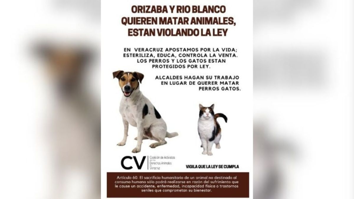 Avalan en Orizaba y Río Blanco sacrificar perros y gatos; animalistas protestan