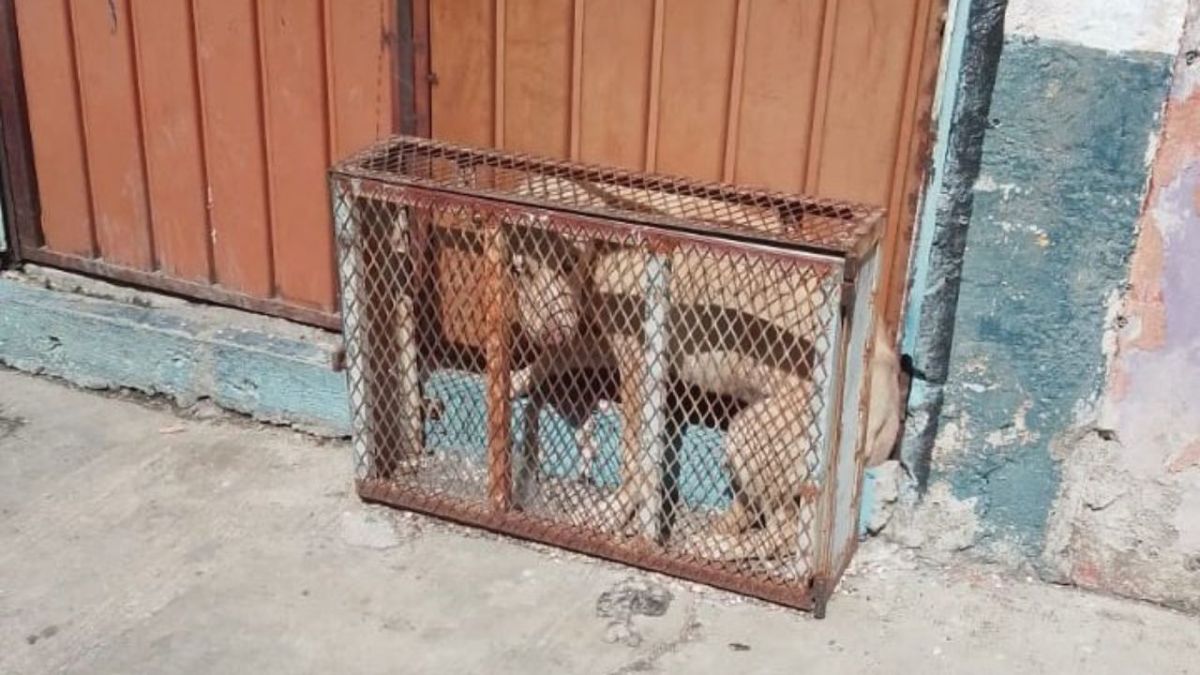 Denuncian a dueños de un taller por tener enjaulado a un perrito en Puebla