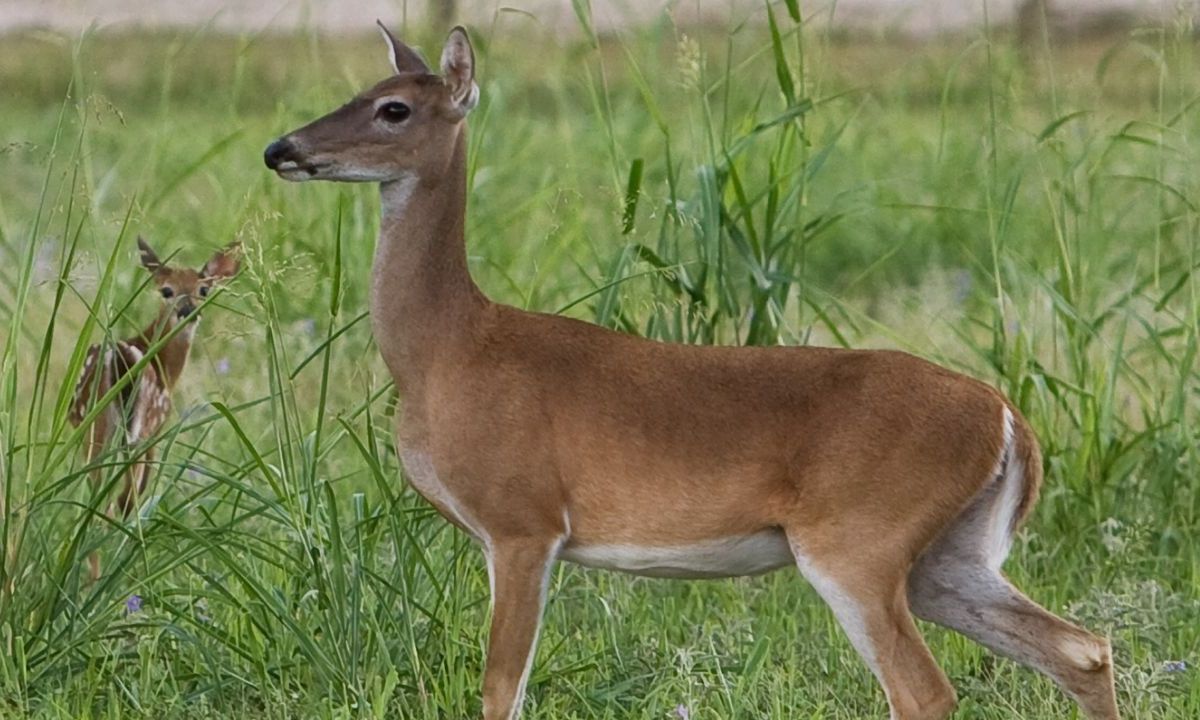 Captan a venado en la deriva de posibles depredadores en el municipio de Altamira, Tamaulipas. 