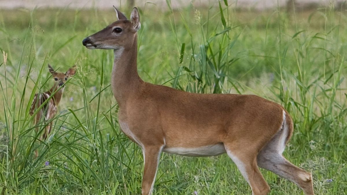 Captan a venado en la deriva de posibles depredadores en el municipio de Altamira, Tamaulipas. 