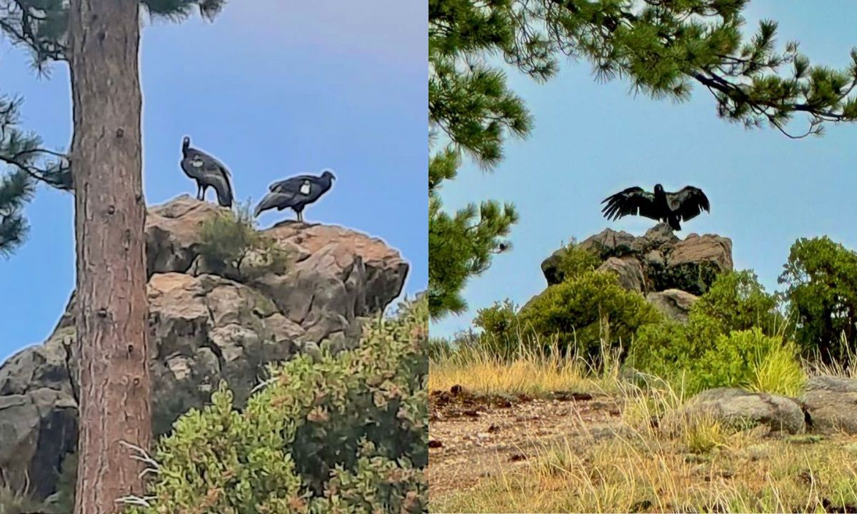 Sedema reintrega a la vida silvestre a dos cóndores de California