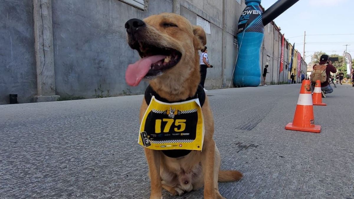 El famoso "Chicles", el perrito maratonista mexicano que se volvió viral en redes sociales, se retiró de las carreras por una lesión.