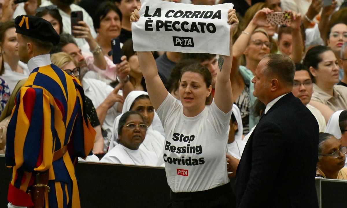 Activistas por los derechos de los animales interrumpieron la audiencia semanal del Papa Francisco en el Vaticano