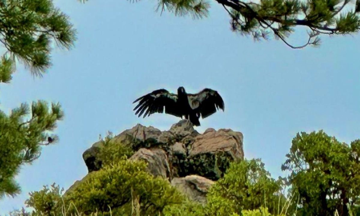 Ecología. Los ejemplares, que son macho, “Enya” y “Hulu”, fueron reintegrados a la vida silvestre en la Sierra de San Pedro Mártir.