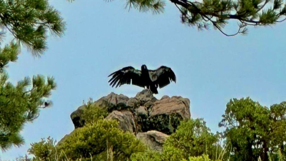 Ecología. Los ejemplares, que son macho, “Enya” y “Hulu”, fueron reintegrados a la vida silvestre en la Sierra de San Pedro Mártir.