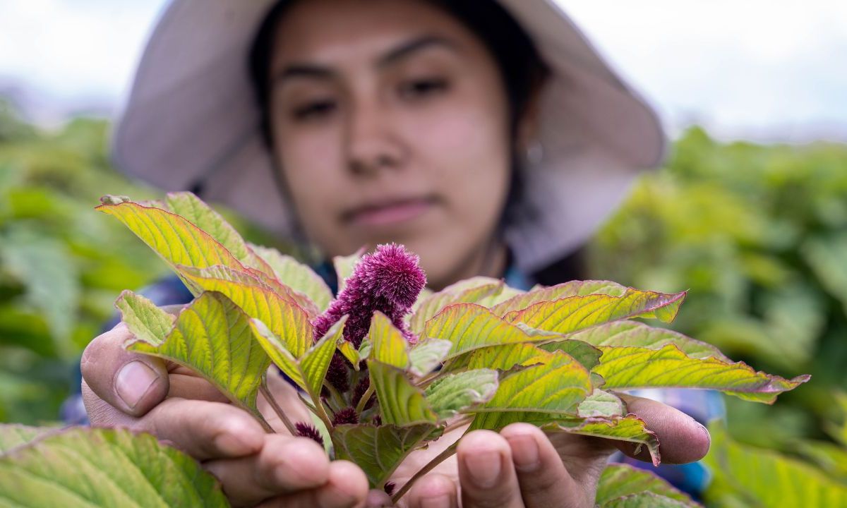 Como parte de la iniciativa “Un país, un producto prioritario”, la FAO reconoció a México y a sus productores por la promoción e intensificación del cultivo del amaranto