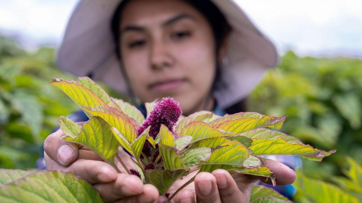 Como parte de la iniciativa “Un país, un producto prioritario”, la FAO reconoció a México y a sus productores por la promoción e intensificación del cultivo del amaranto