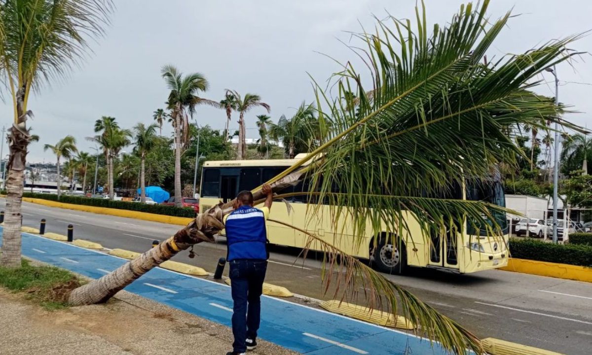 Acapulco. Los fuertes vientos registrados por Fabio tiraron una palmera.