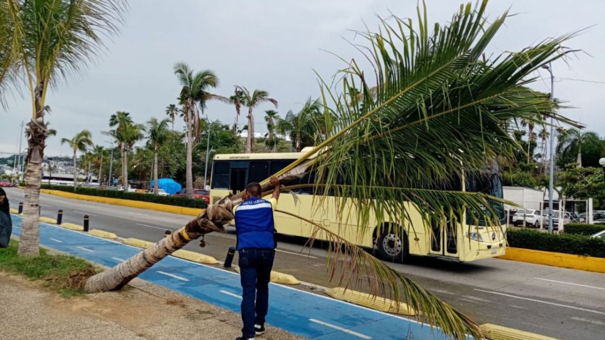 Acapulco. Los fuertes vientos registrados por Fabio tiraron una palmera.