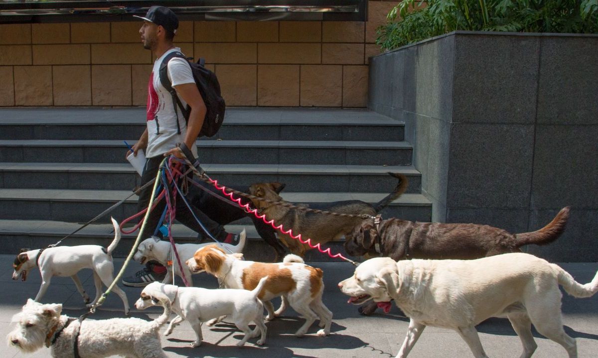 Cuidados. Número de canes, razas y tamaño, entre las regulaciones: autoridades.