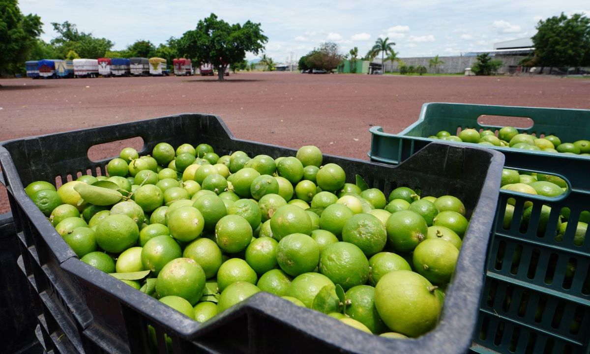 De continuar el paro de labores de los limones en Apatzingán y Buenavista que exigen alto a las extorsiones, en los próximos días se encarecerá el producto